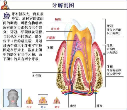 沒(méi)牙的動(dòng)物有哪些圖片,當(dāng)前流感病毒陽(yáng)性率低于去年同期