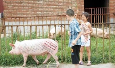 今期豬虎龍出特開出什么生肖號(hào)特,河中大魚拖人下水吃掉？多方辟謠